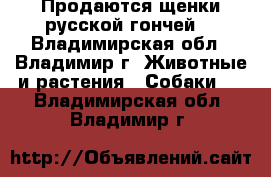 Продаются щенки русской гончей  - Владимирская обл., Владимир г. Животные и растения » Собаки   . Владимирская обл.,Владимир г.